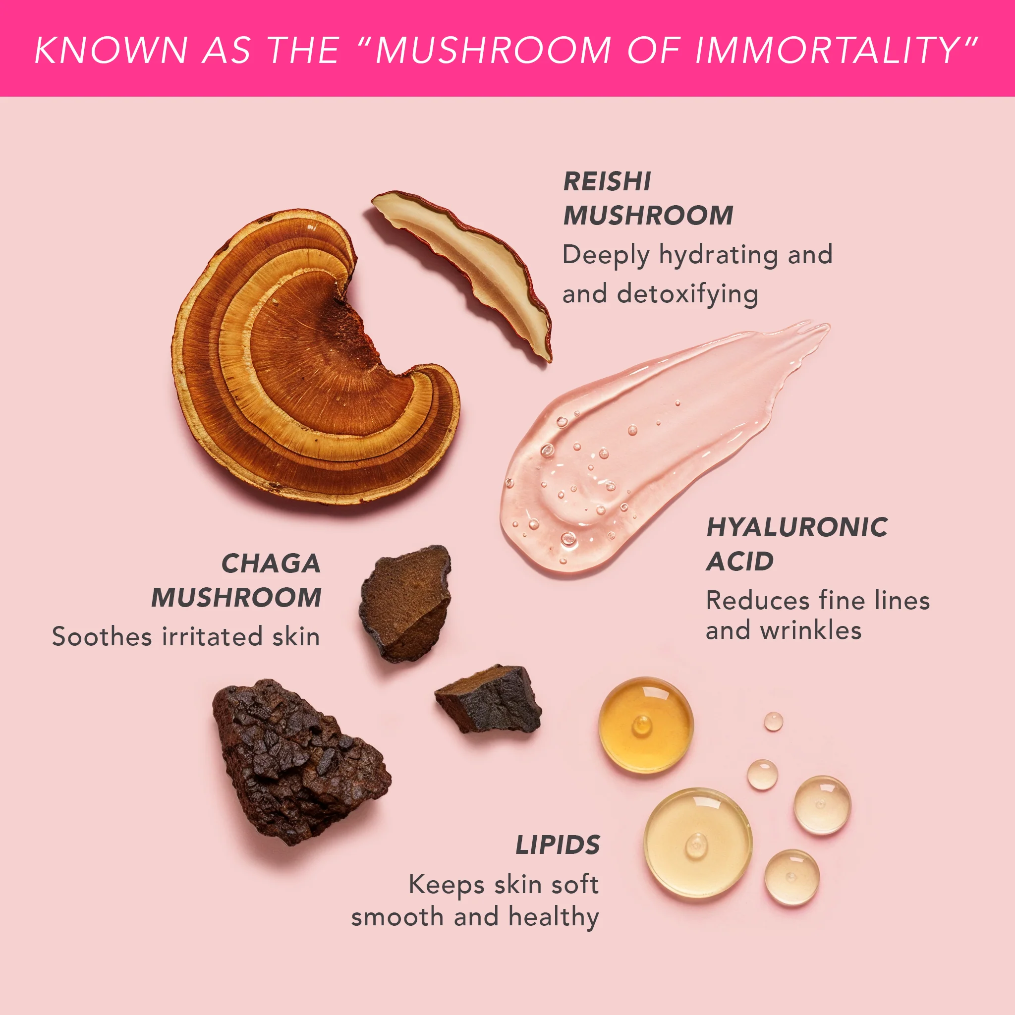 Reishi Renewing Mushroom Milk - Image 3